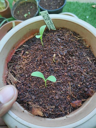 how to germinate seeds