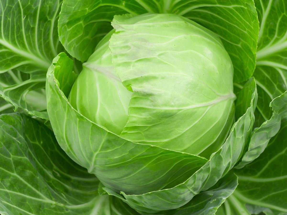 cabbage-seeds-buy-only-in-20-rupees-at-seedsnpots