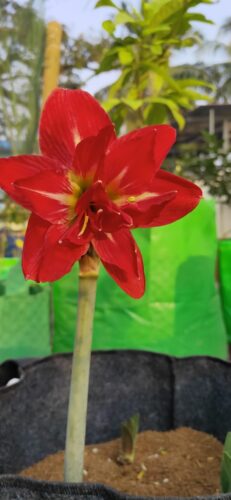 Amaryllis bulbs Mix color 5 bulbs pack color not confirm photo review