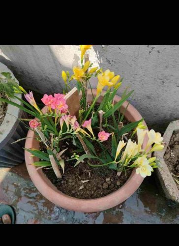 Freesia bulb Winter flower bulbs Mix color 10 bulbs pack photo review