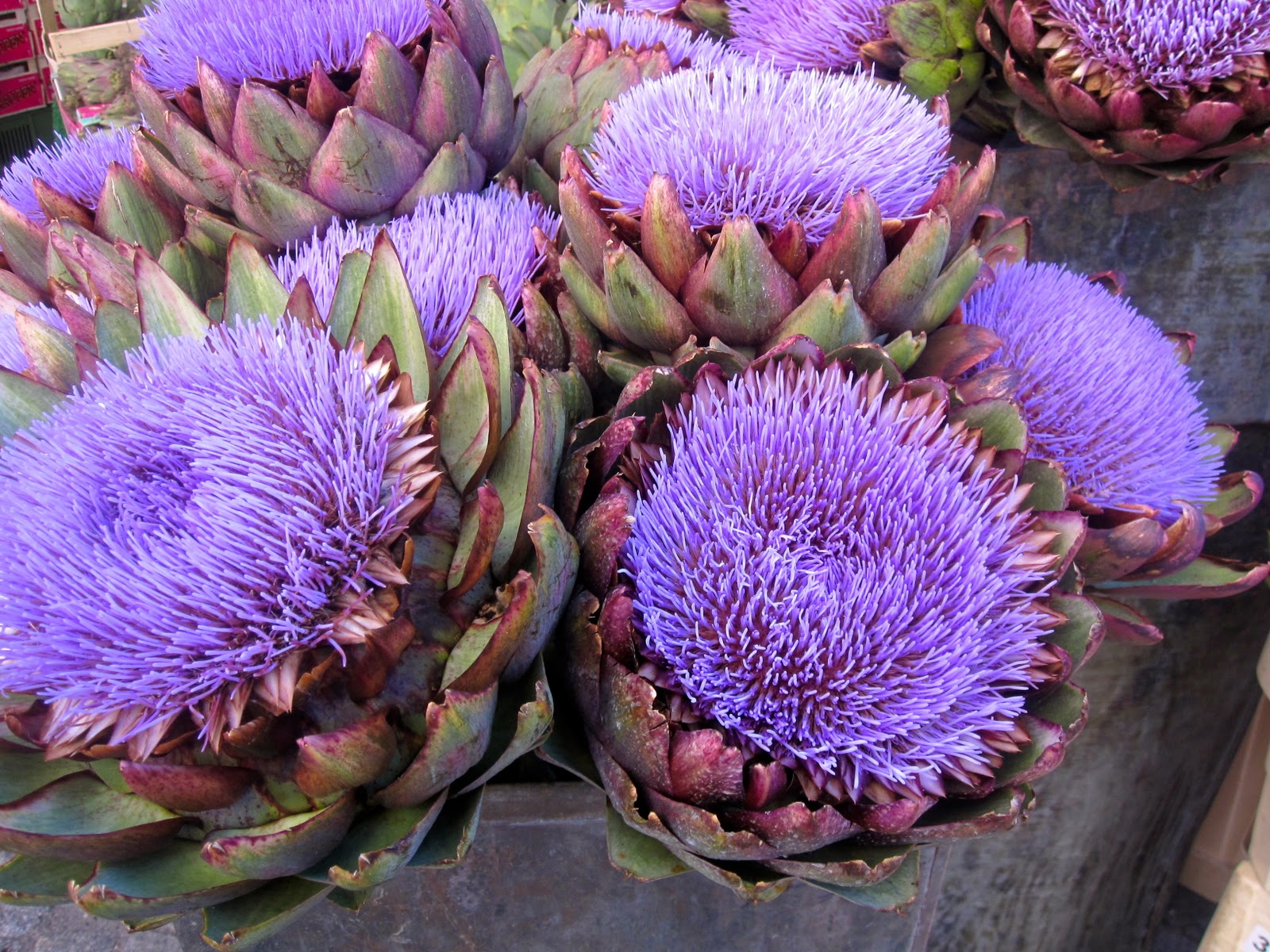 Herb Seed Flower Artichoke Green Globe Plant Seeds 30 Seedsnpots   Artichoke 