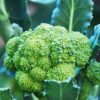 Broccoli Seeds