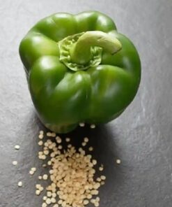 capsicum green