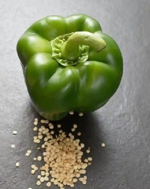 capsicum green