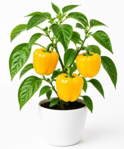capsicum yellow