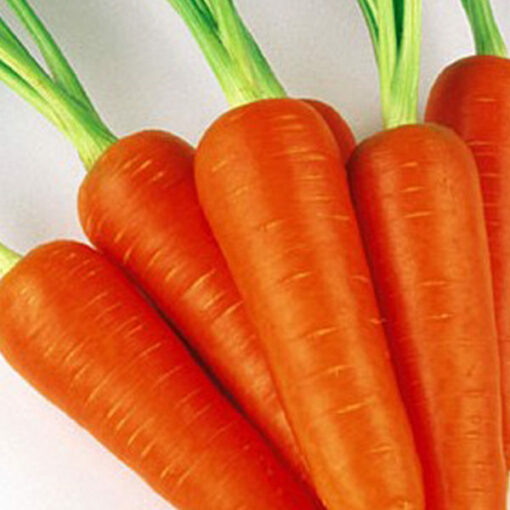 carrot new karuda