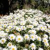 Chrysanthemum paludosum