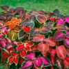 coleus wizard mix