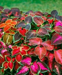 coleus wizard mix
