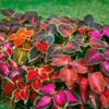 coleus wizard mix