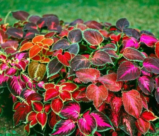 coleus wizard mix