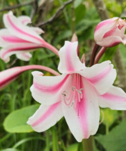 Crinum Bulbs Milk Lily
