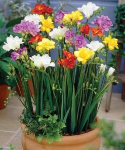 freesia bulbs