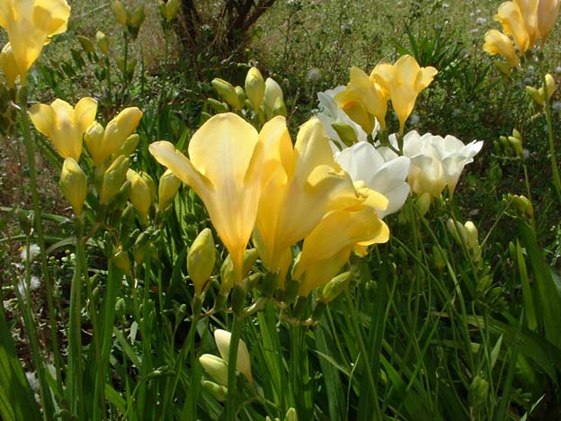 freesia bulbs