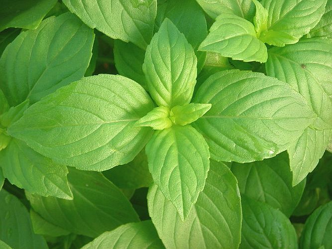 Lemon Basil herb seeds buy at www.seedsnpots