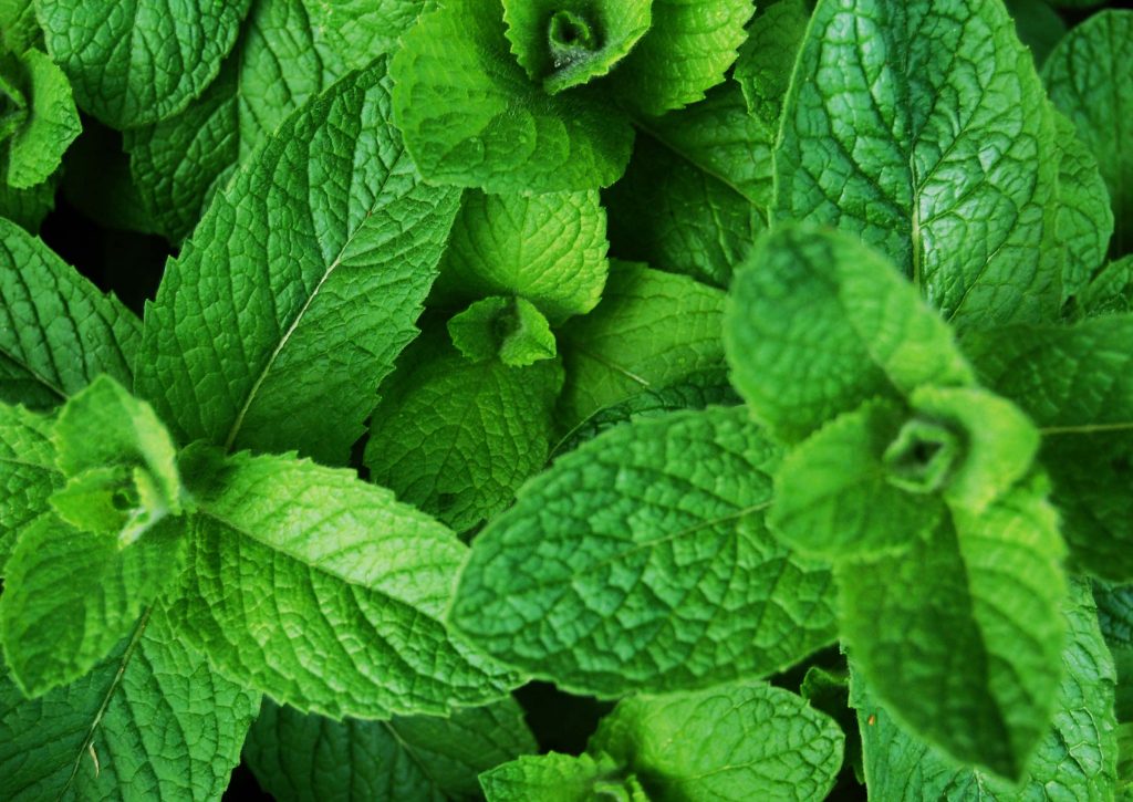 Mint Pudina - Kitchen garden Plants Seeds - 50 seeds - Seedsnpots.com