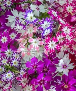 phlox twinkle