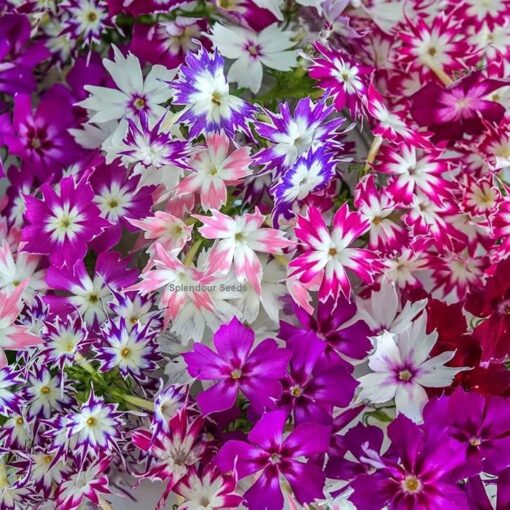 phlox twinkle