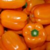Capsicum Orange Seeds