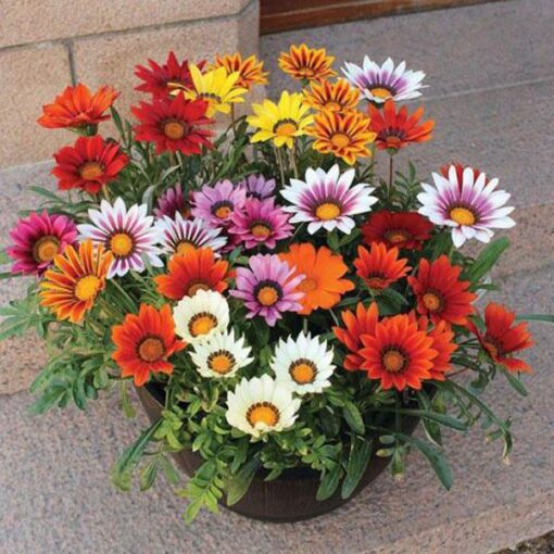 Gazania sunshine