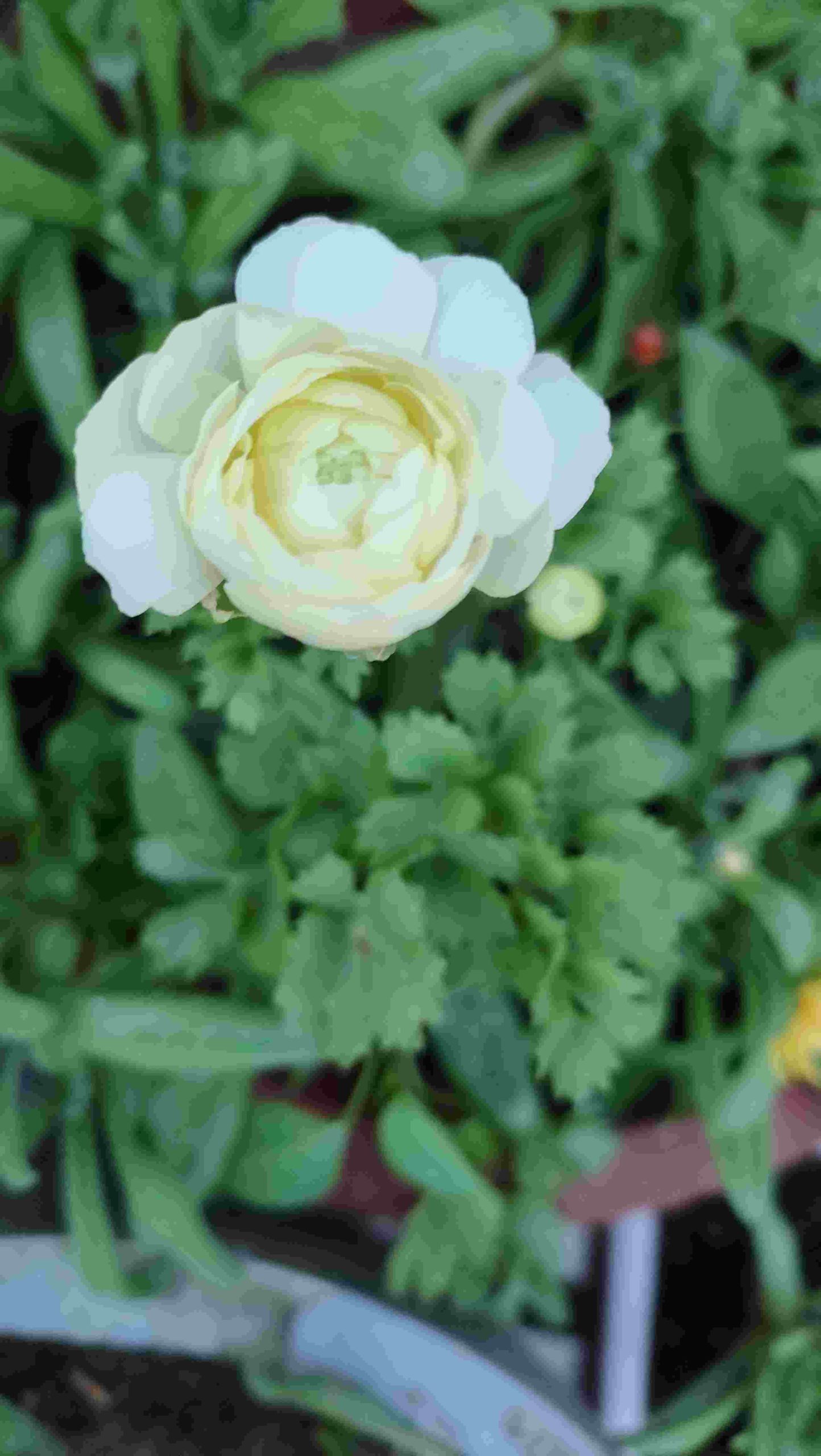 Ranunculus bulbs pack of 5 (5 color , 1 of each color) photo review