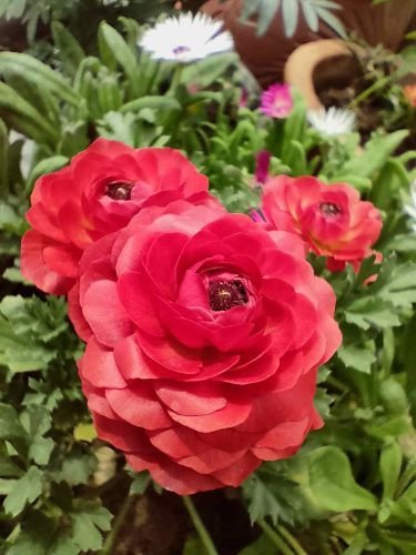 Ranunculus bulbs pack of 5 (5 color , 1 of each color) photo review