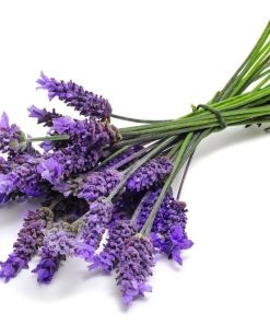 Lavender Herb Seeds