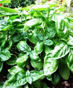 Basil seeds