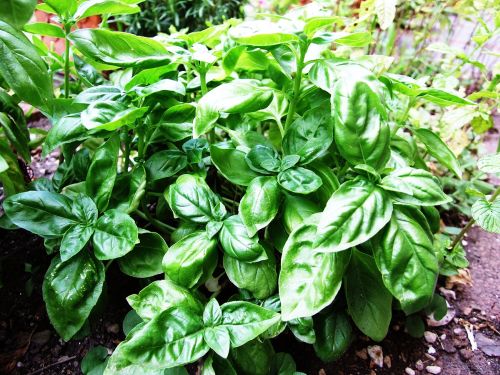 Basil seeds