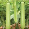 Bottle gourd