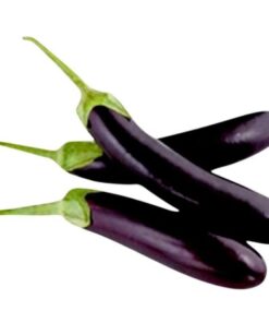 Long brinjal