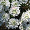 candytuft
