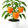 capsicum orange
