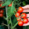 cherry tomato