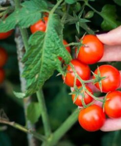 cherry tomato