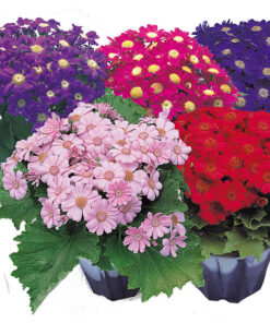 cineraria early perfection