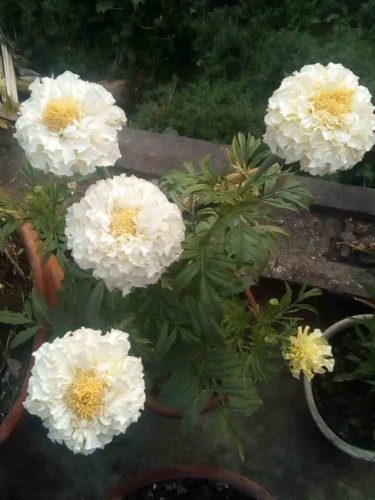 Marigold white Vanilla F2 Flower pack of 25-30 seeds Desi photo review