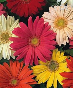 Gerbera Jamesonii California Giants