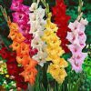 Gladiolus Bulbs