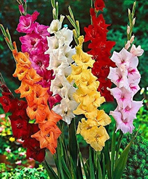 Gladiolus Bulbs