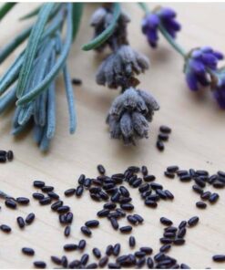 lavender seeds