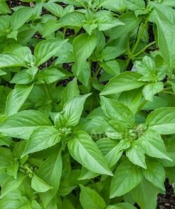 Lemon Basil Seeds