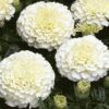 marigold white