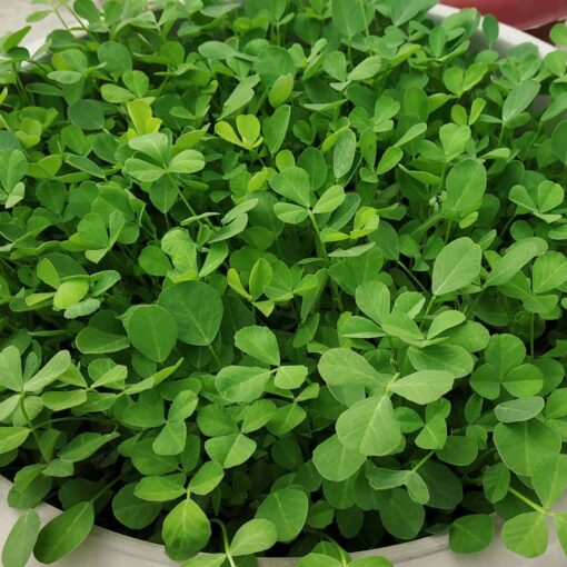 methi seeds