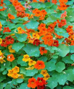 Nasturtium Alaska