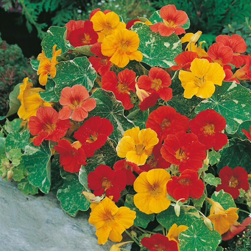 Nasturtium Alaska