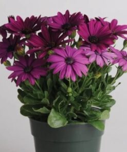 osteospermum