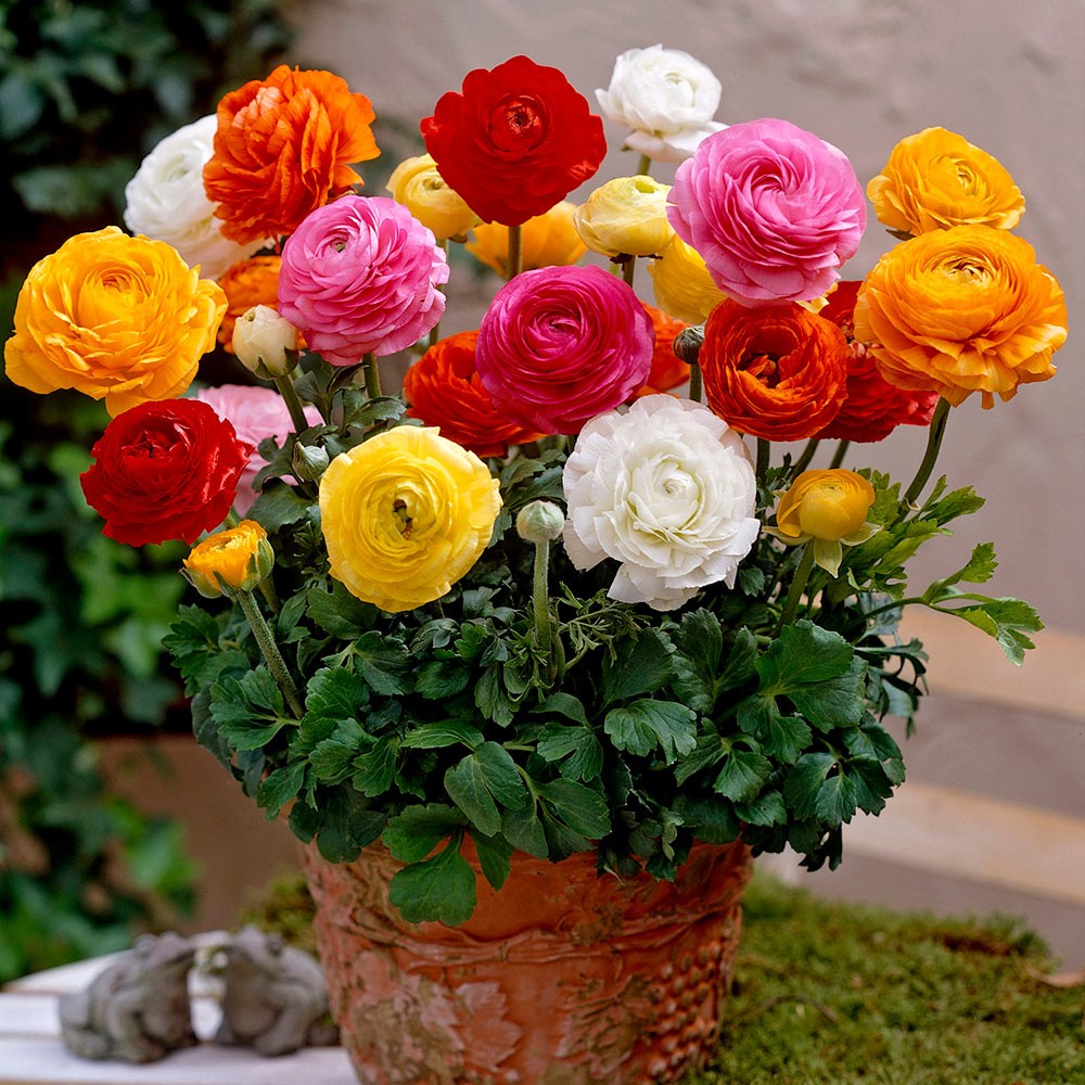 Ranunculus bulbs pack of 221 221 color , 21 of each color