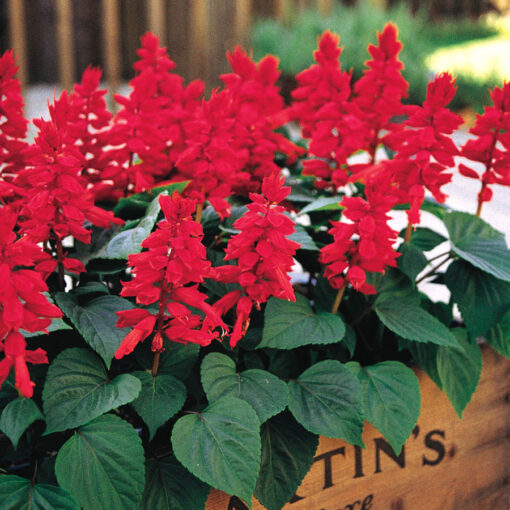 Salvia Seeds