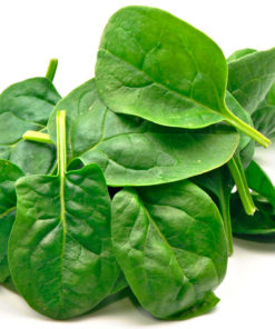 Spinach Microgreen